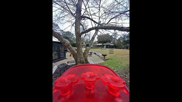 Ruby-throated/Black-chinned Hummingbird - ML651231768