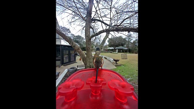 Rufous Hummingbird - ML651231802