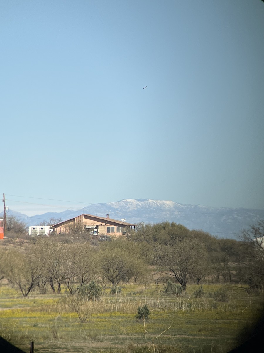 eBird Checklist - 18 Feb 2026 - Amado Territory Ranch - 4 species