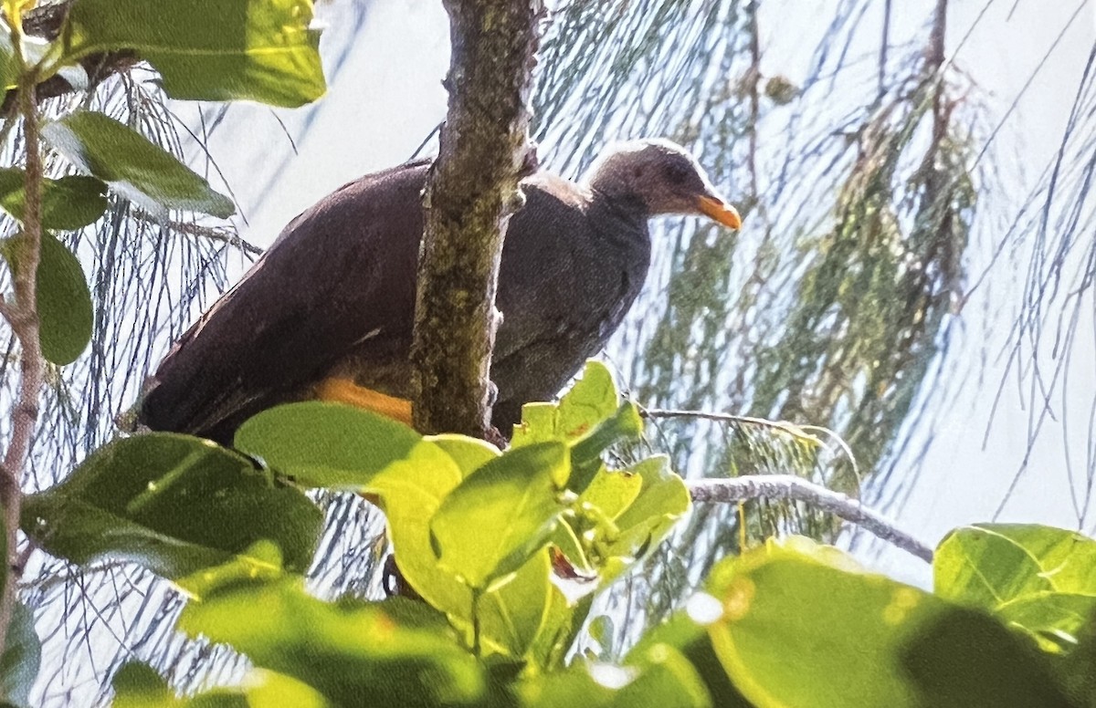 Tongan Megapode - ML651232830