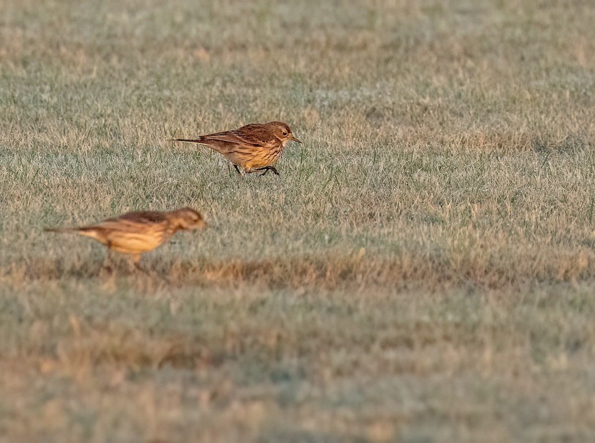 Американский конёк - ML651233825