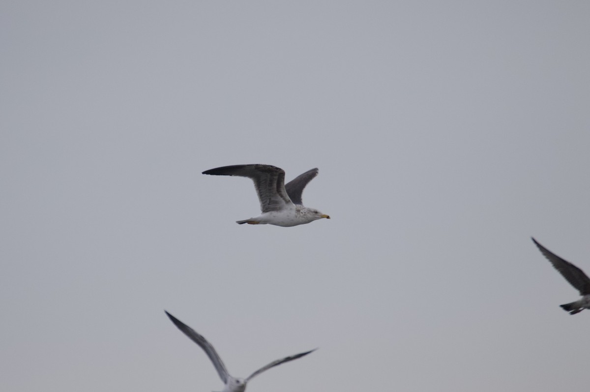 Lesser Black-backed Gull - ML651233835