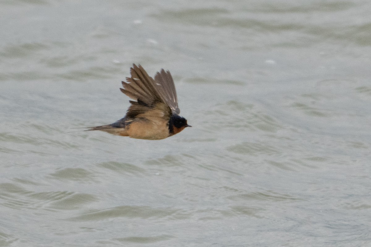 家燕 - ML651234604