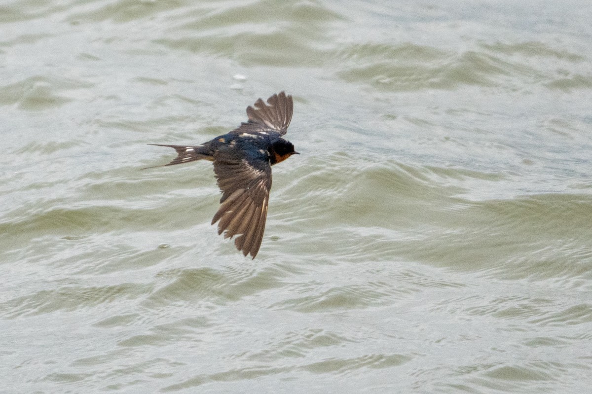 家燕 - ML651234605