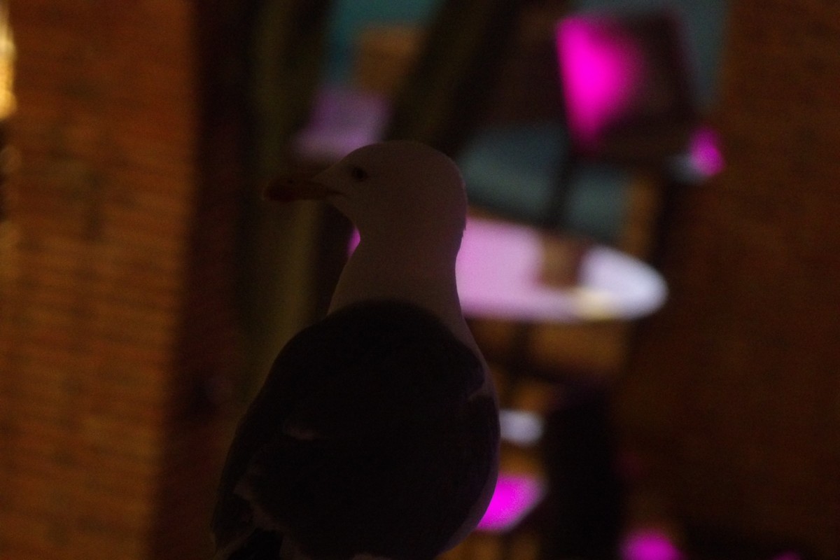 Lesser Black-backed Gull - ML651234672