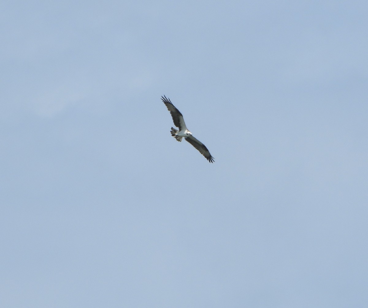 Balık Kartalı - ML651234682