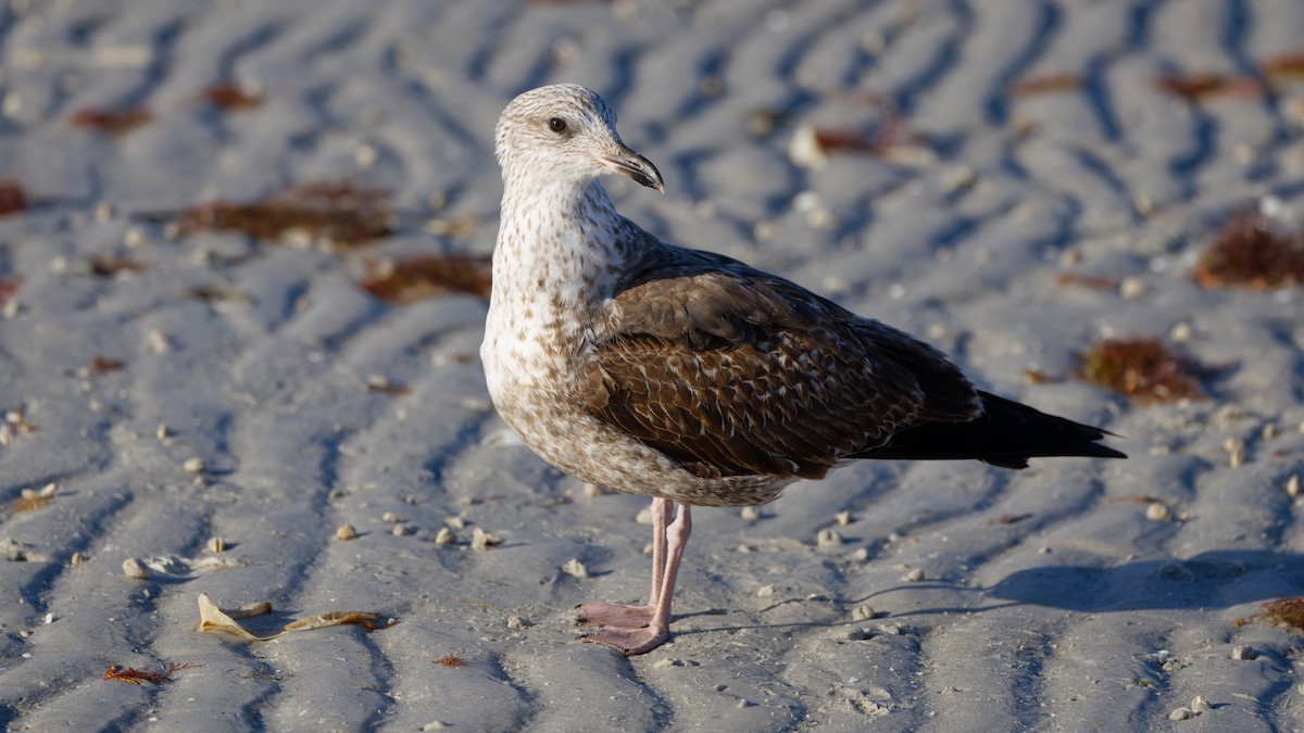 Lesser Black-backed Gull - ML651234747