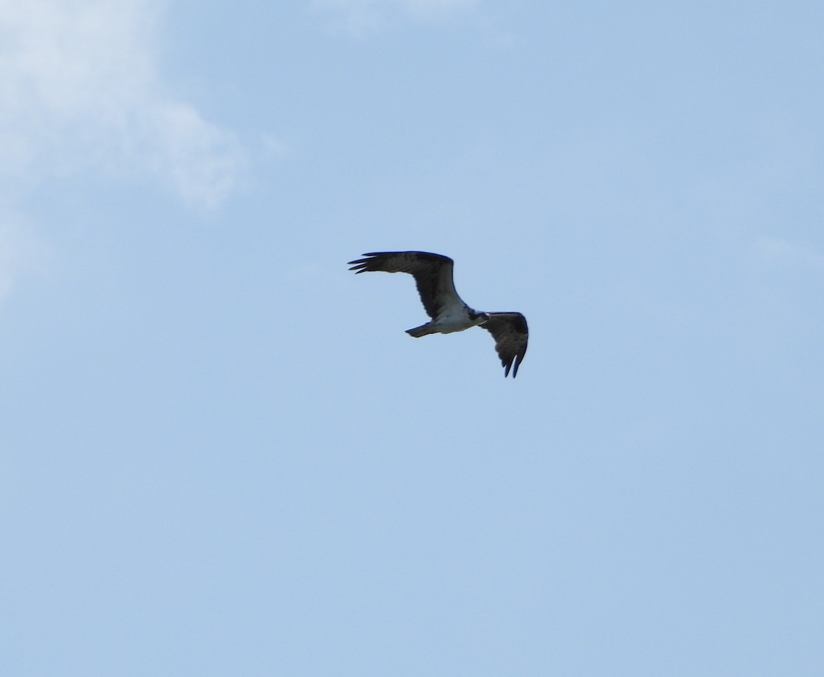 Balık Kartalı - ML651234904