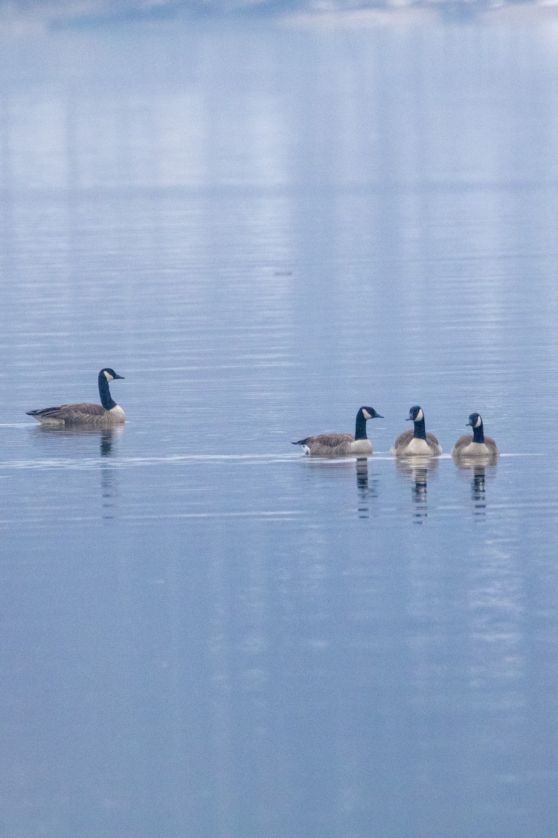 Kanadagans - ML651234933