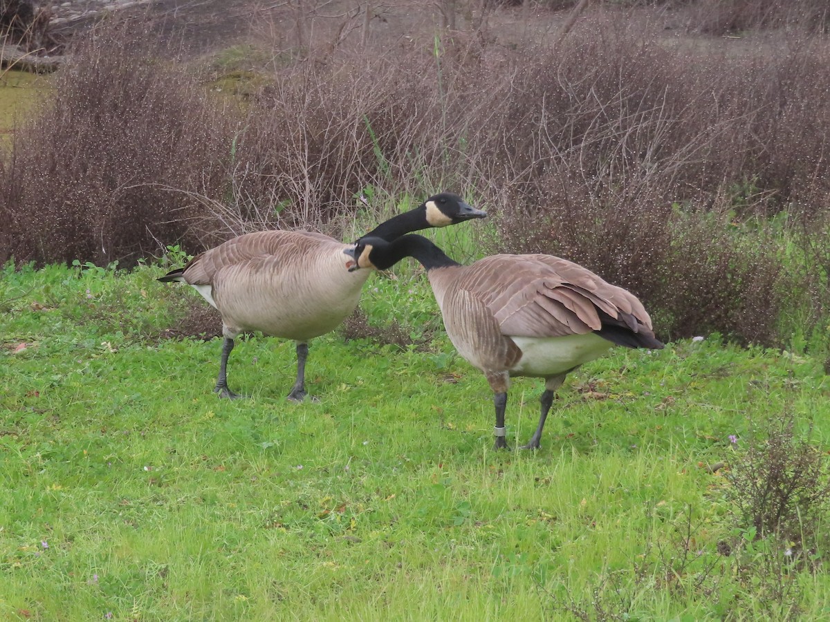 Kanadagans - ML651234951