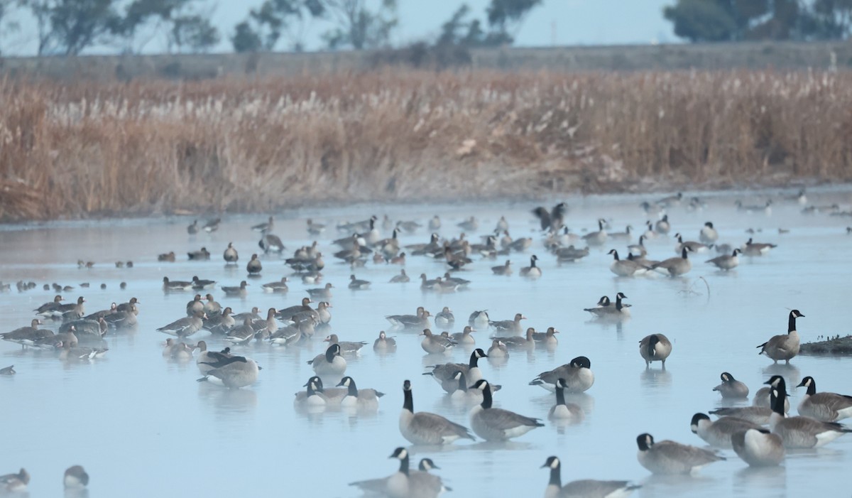 Kanadagans - ML651235516