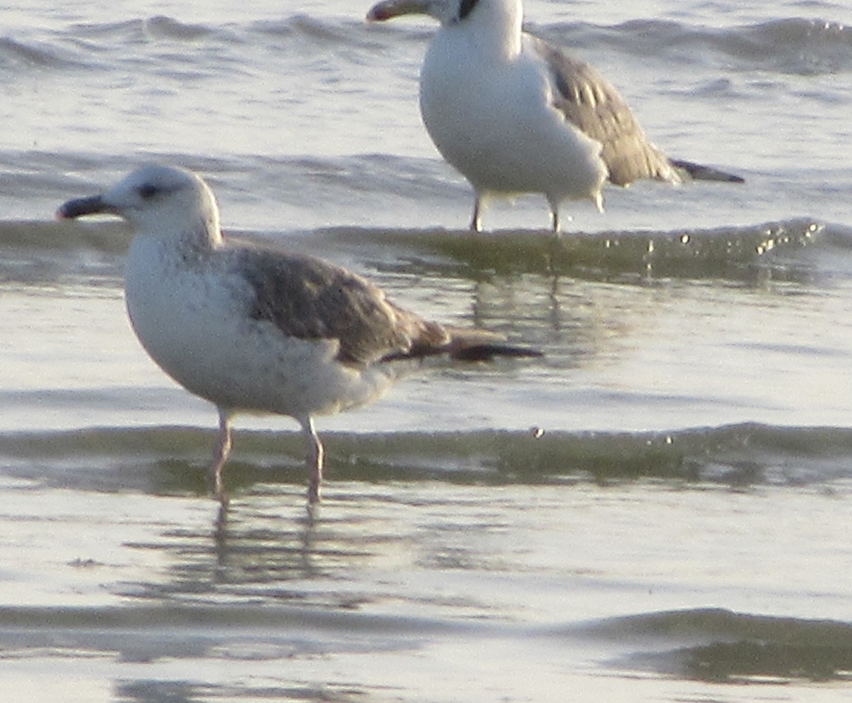 Lesser Black-backed Gull - ML651235556
