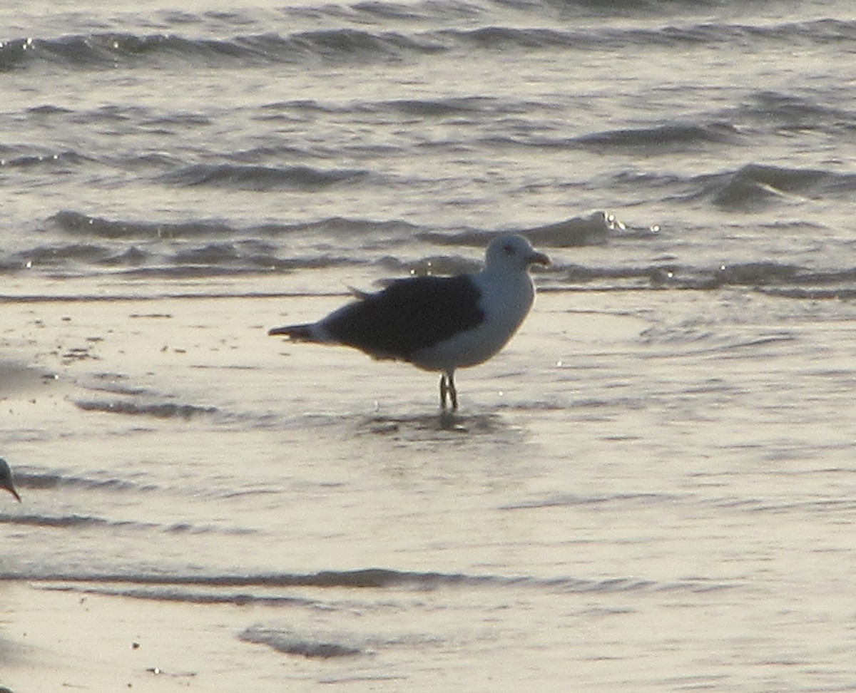 Lesser Black-backed Gull - ML651235607