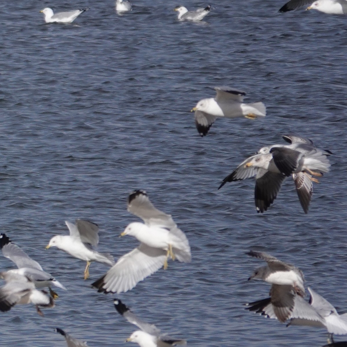 Lesser Black-backed Gull - ML651235623