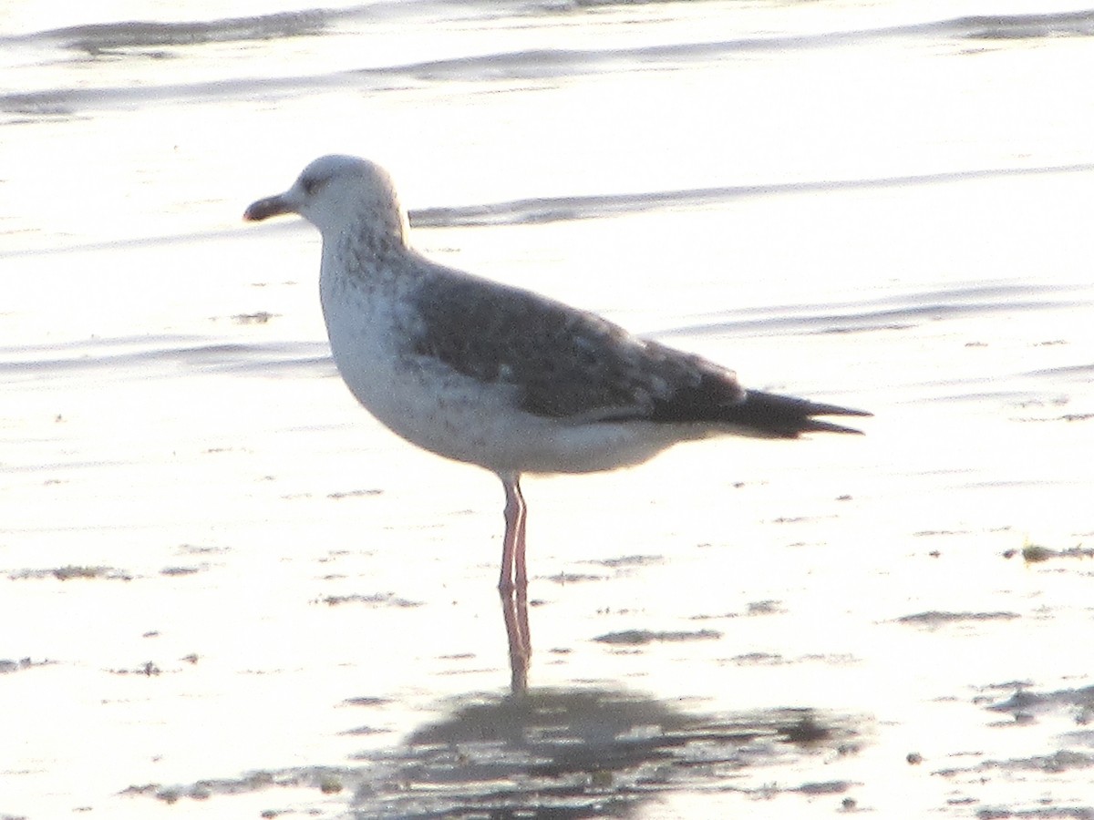 Lesser Black-backed Gull - ML651235631