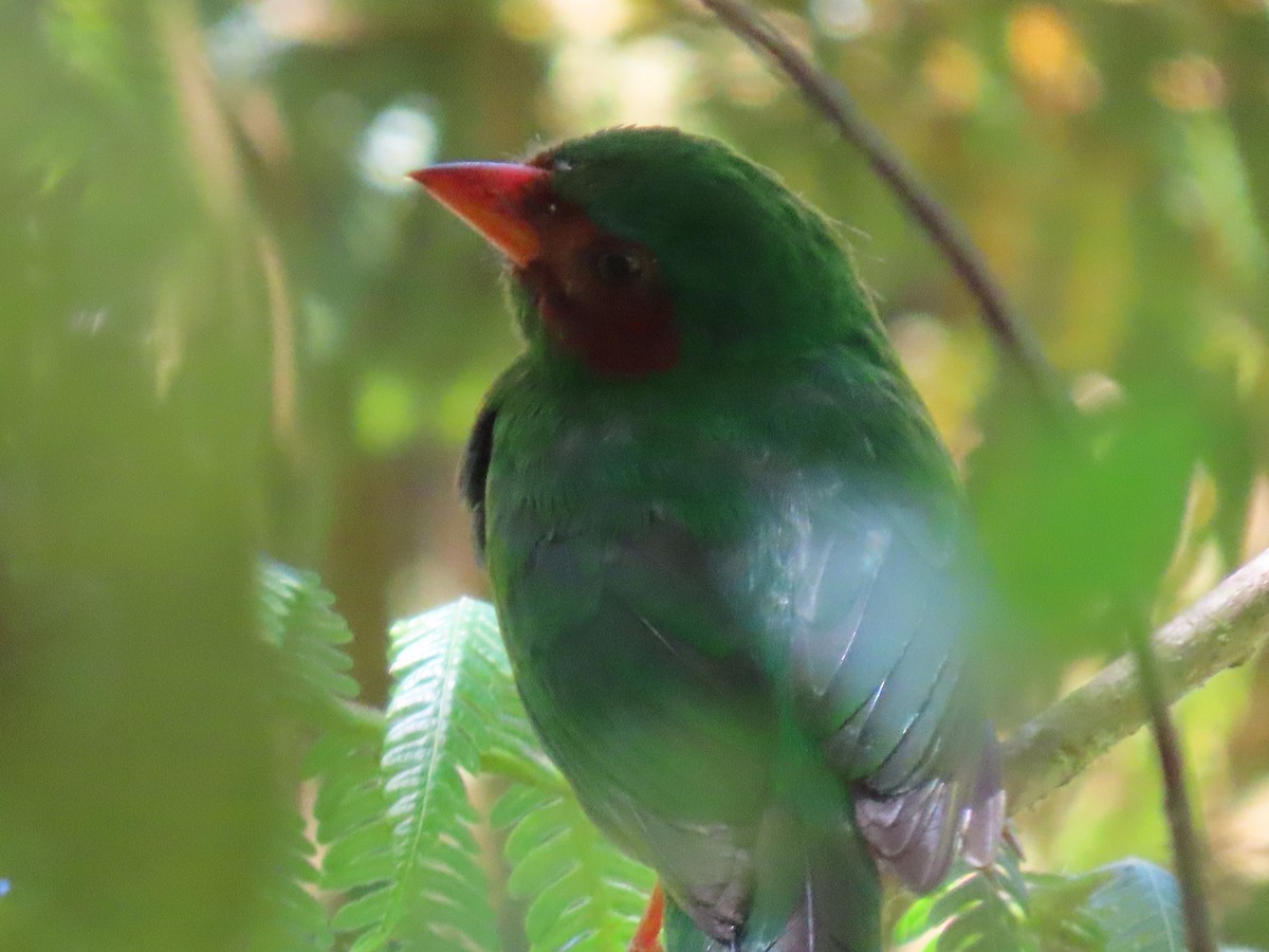 Tangara Lorito - ML651235633