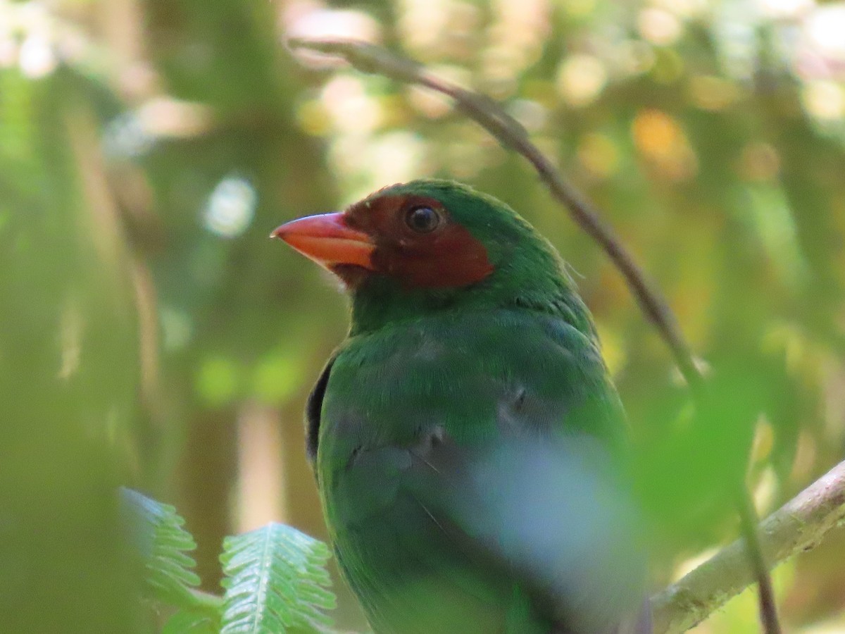 Tangara Lorito - ML651235635