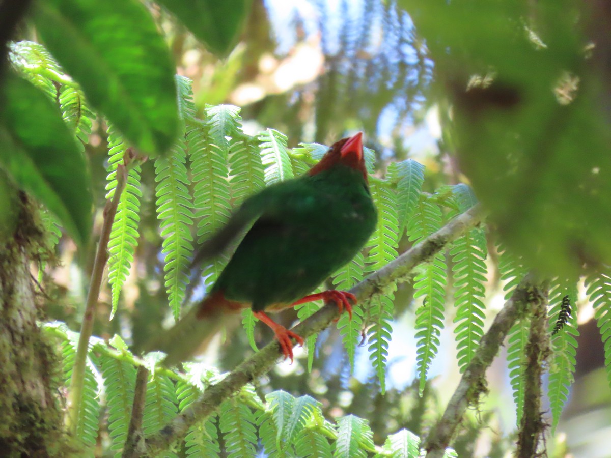 Tangara Lorito - ML651235636