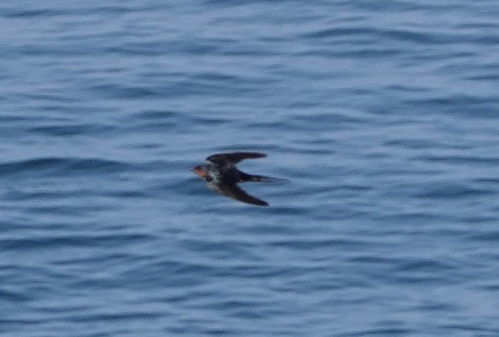 家燕 - ML651235804