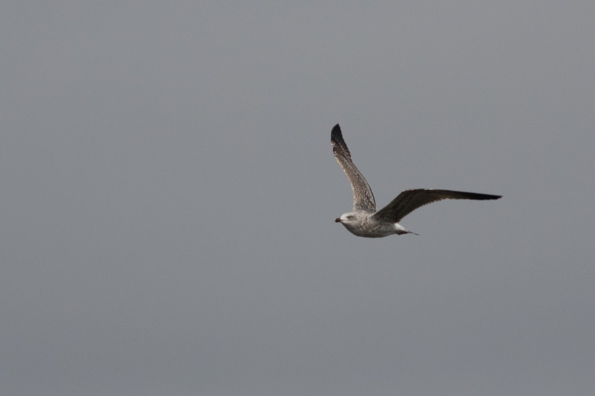 Lesser Black-backed Gull - ML651235851