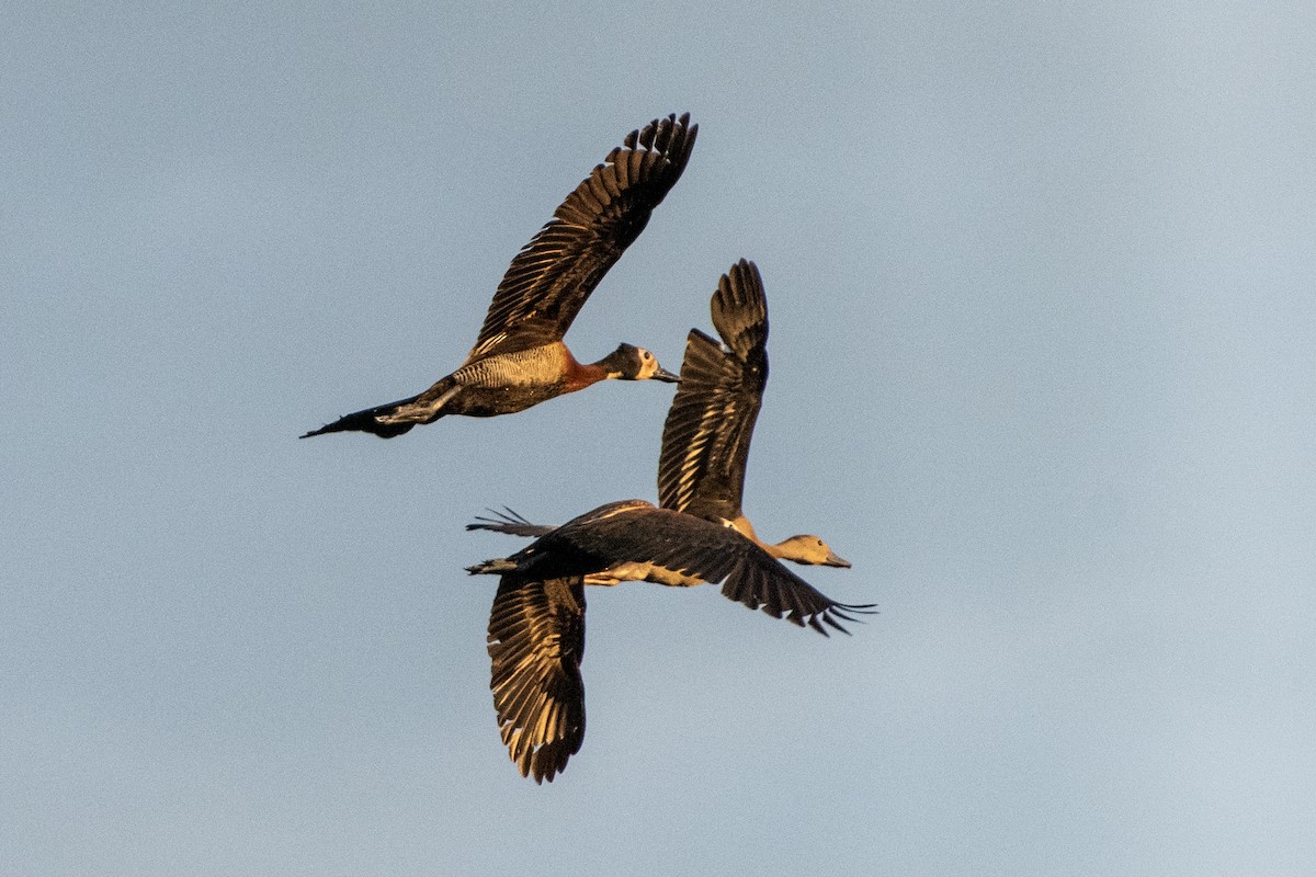White-faced Whistling-Duck - ML651235911