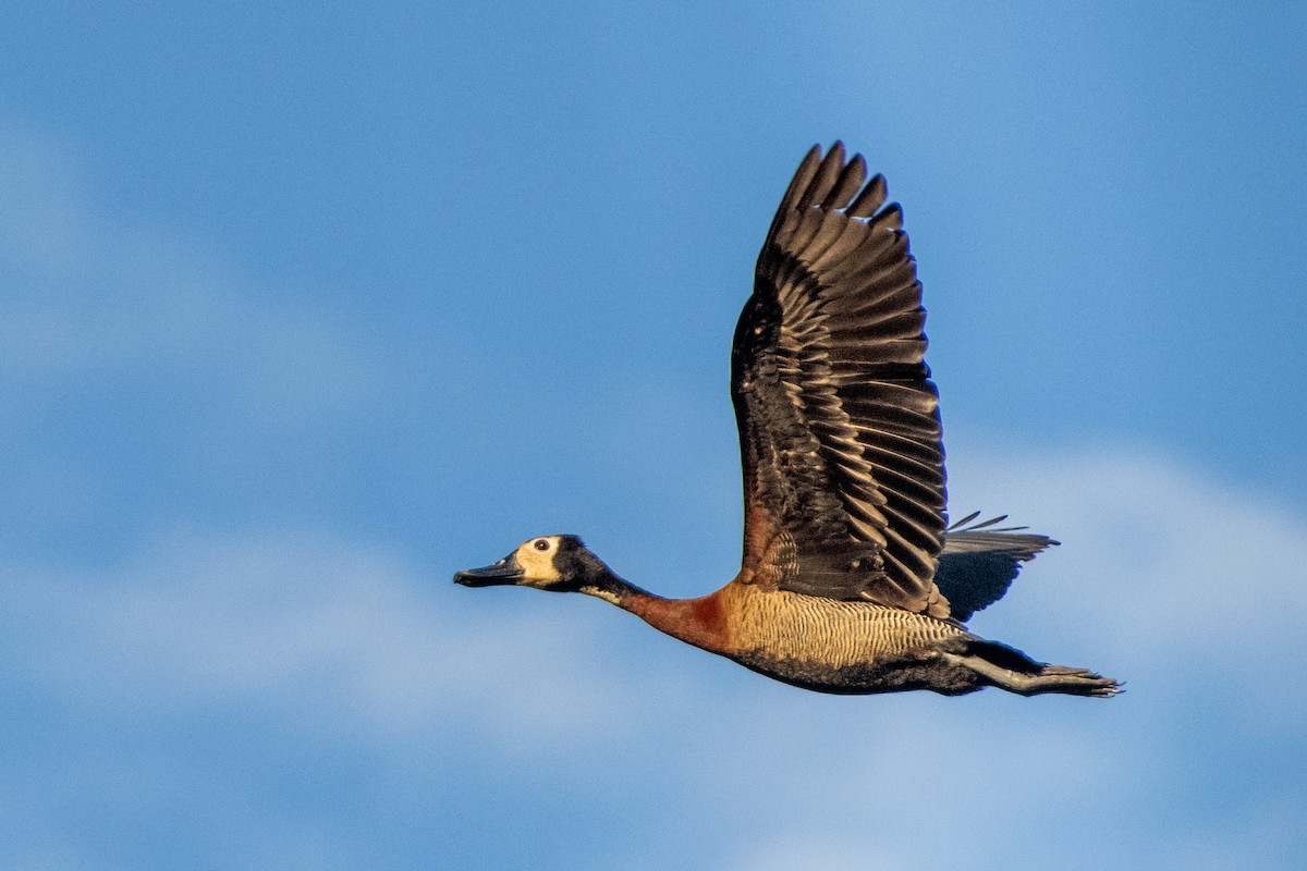 White-faced Whistling-Duck - ML651235912