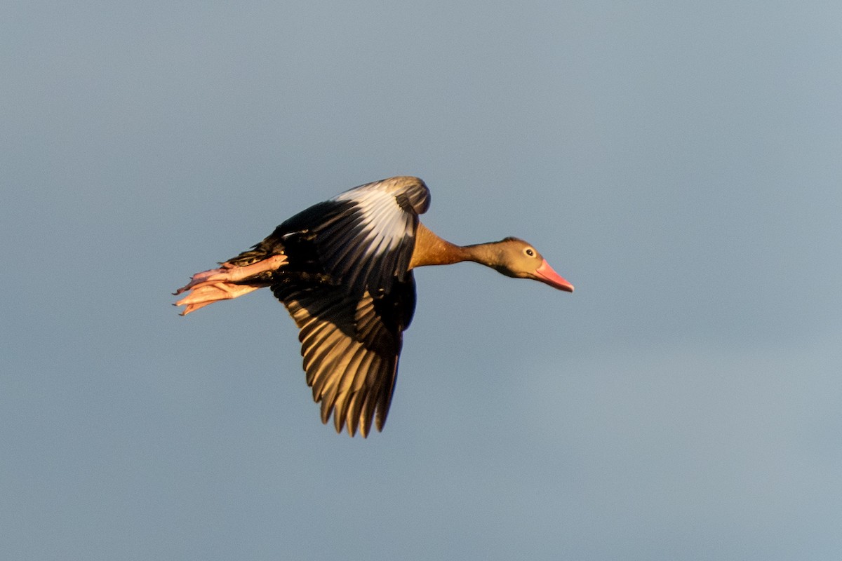 Black-bellied Whistling-Duck - ML651235919