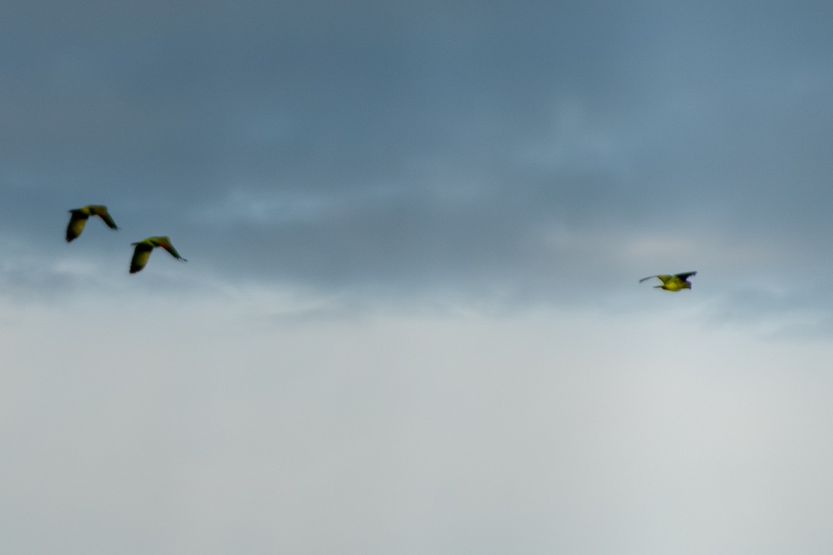 Turquoise-fronted Amazon - ML651235942