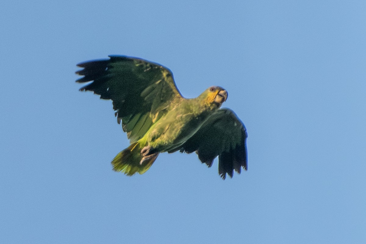 Orange-winged Amazon - ML651235966