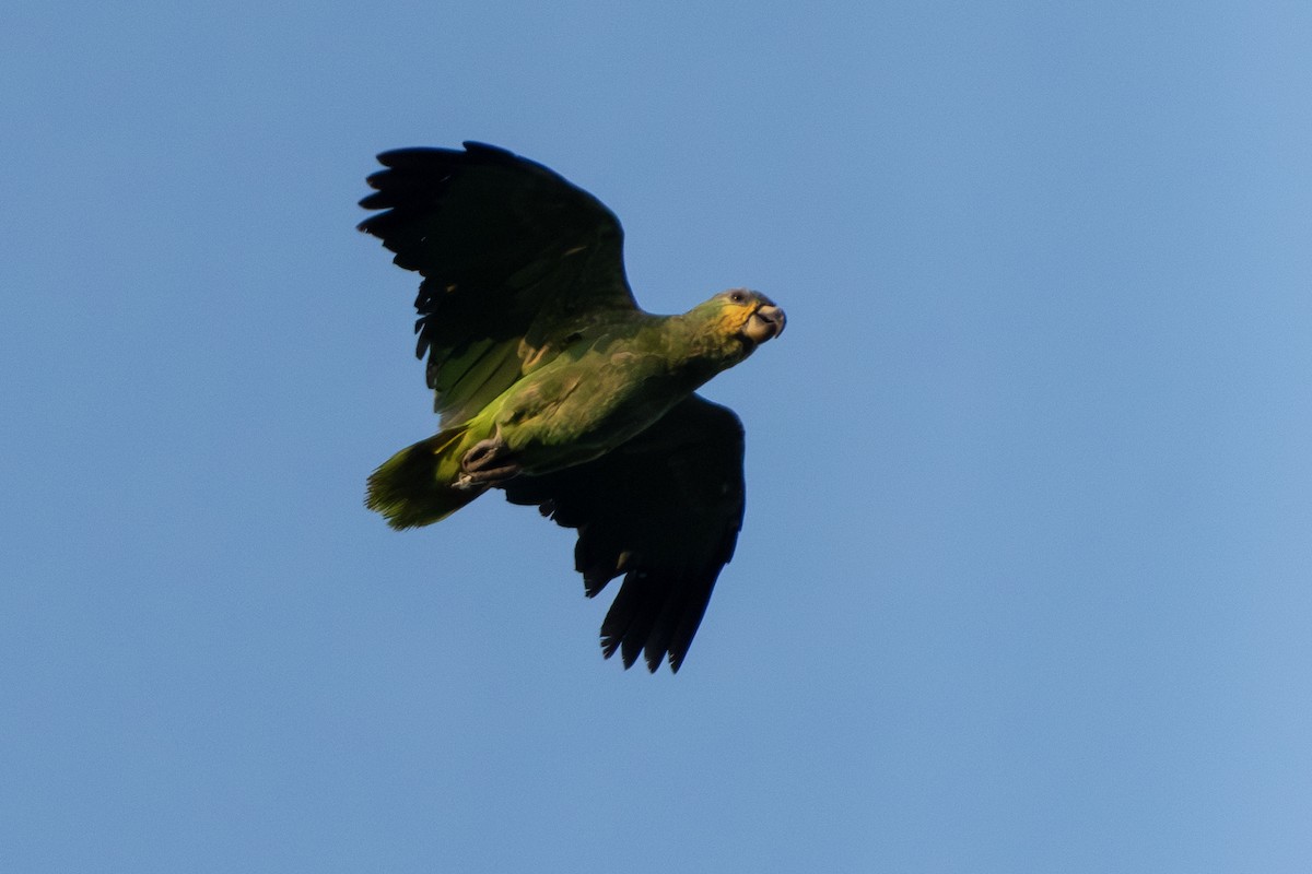 Orange-winged Amazon - ML651235967