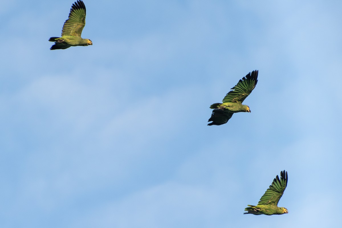 Orange-winged Amazon - ML651235968