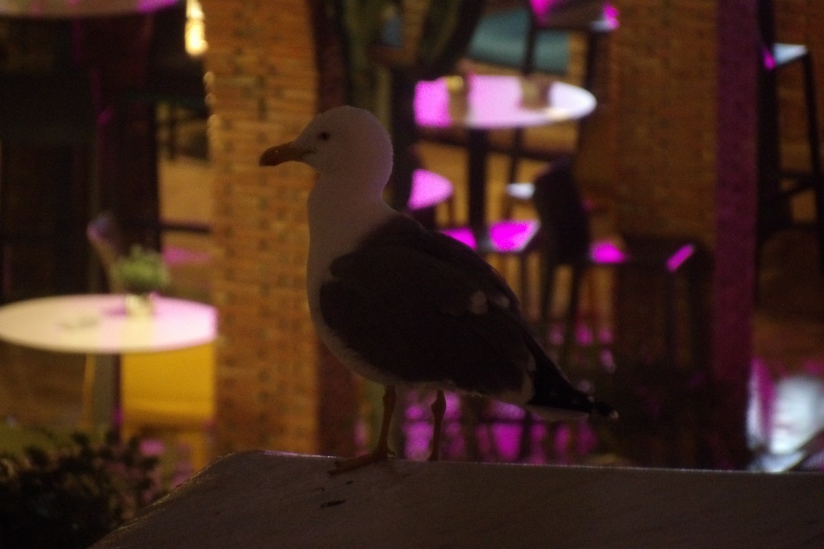 Lesser Black-backed Gull - ML651236003