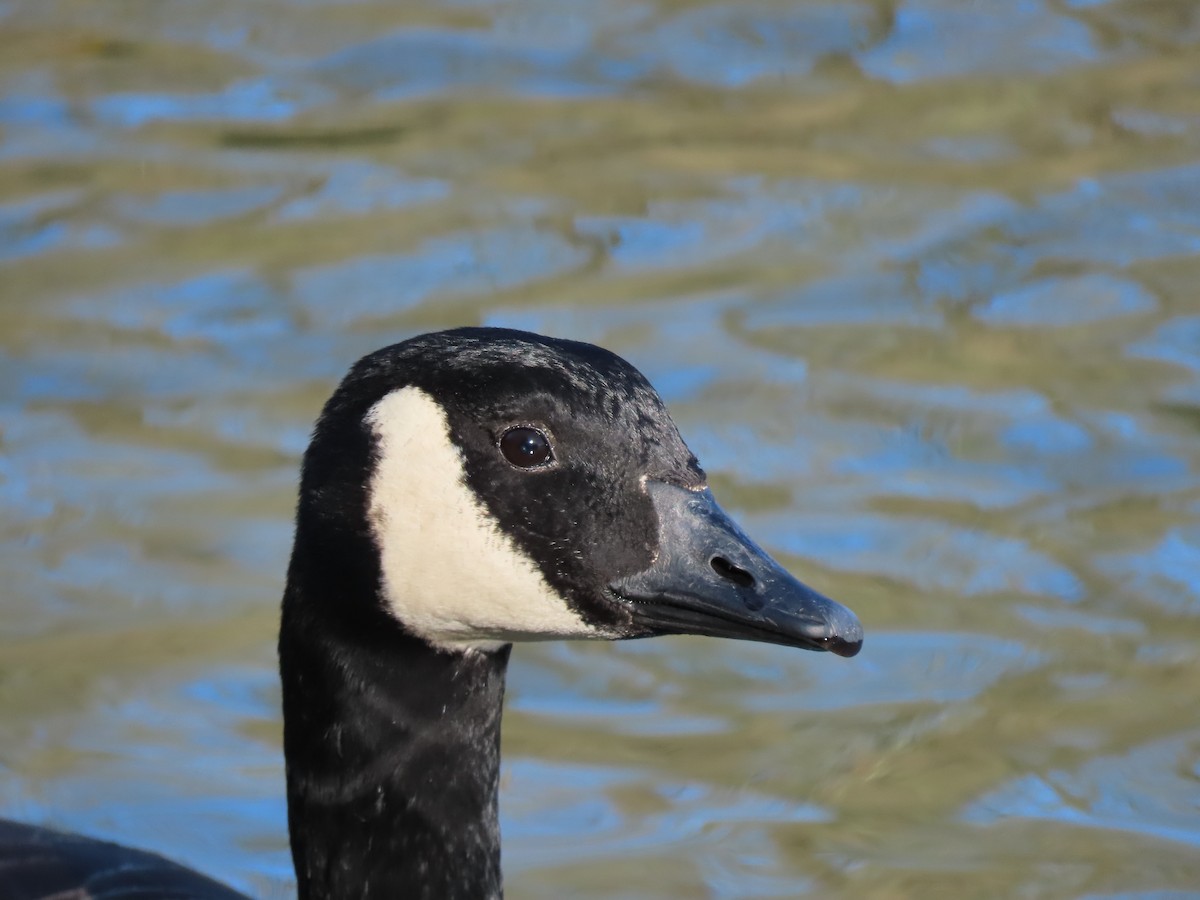 Kanadagans - ML651236468