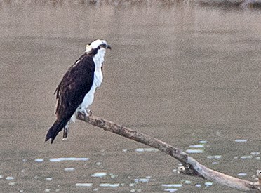 Balık Kartalı - ML651236746