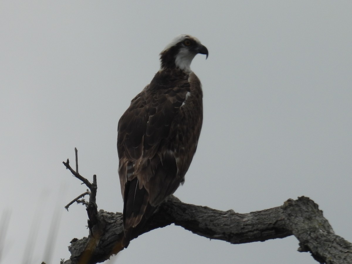 Balık Kartalı - ML651236856