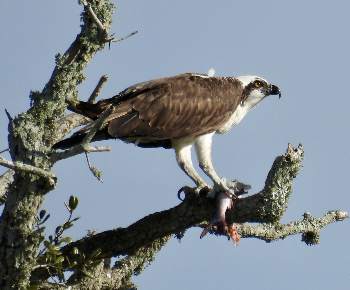 Balık Kartalı - ML651236920