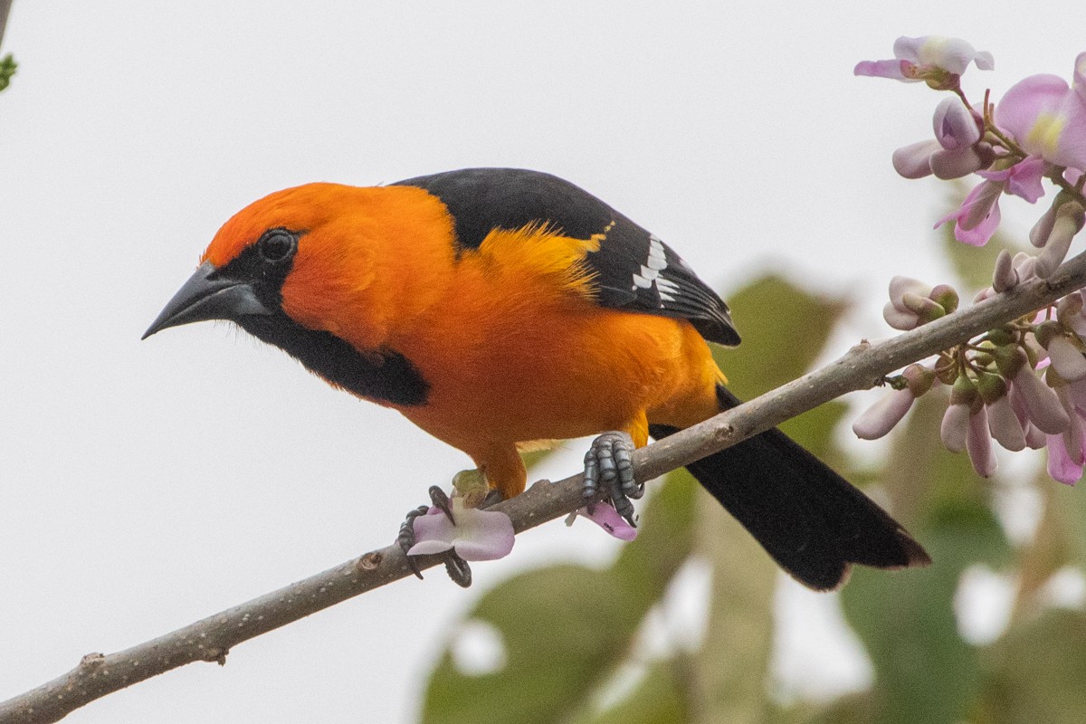 Schwarzkehltrupial - ML651236957