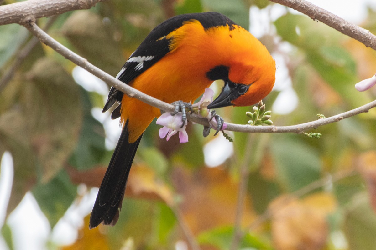 Schwarzkehltrupial - ML651236958