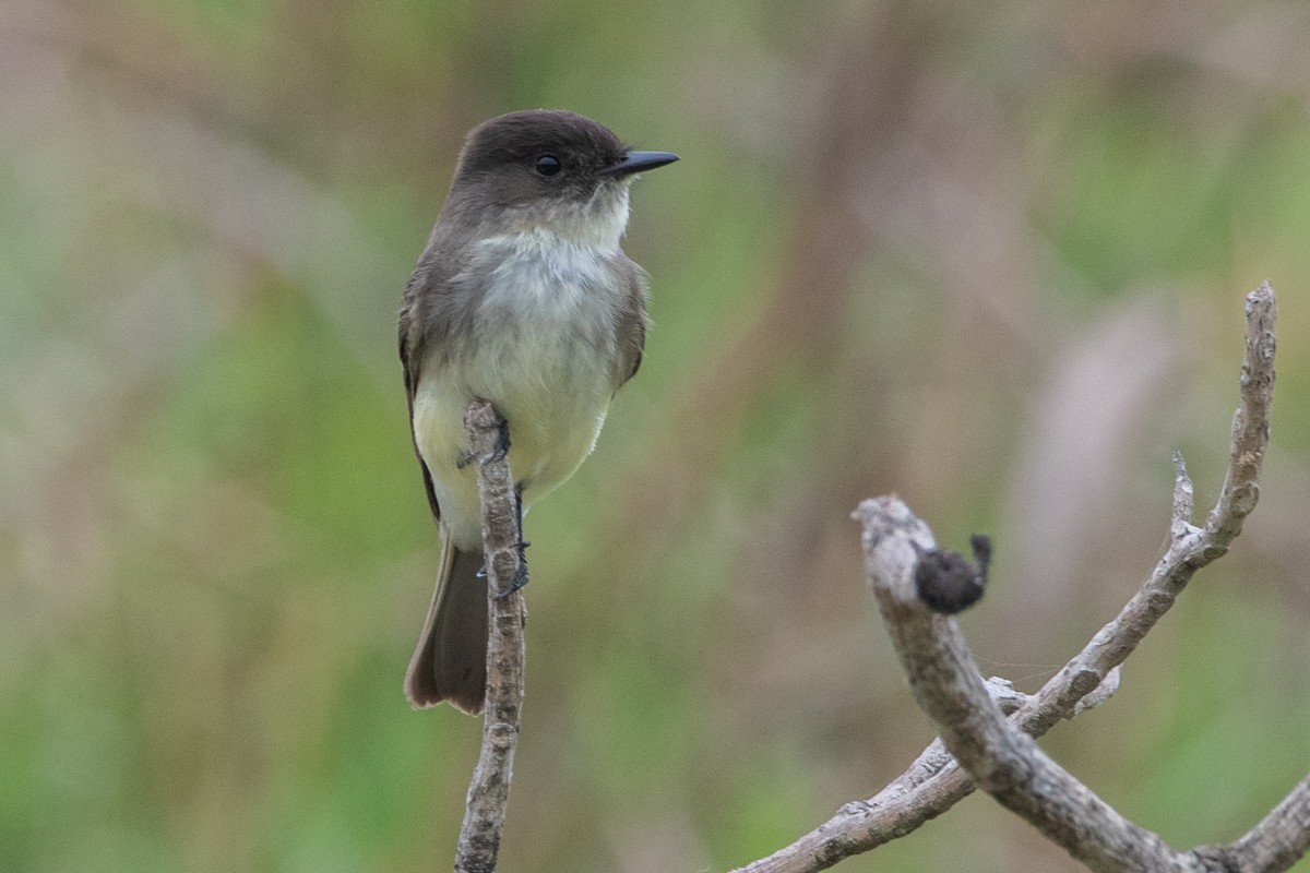 Weißbauch-Phoebetyrann - ML651237486