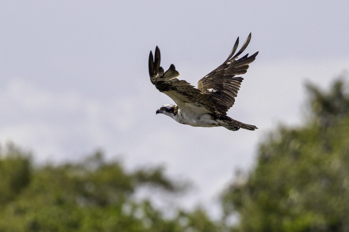 Balık Kartalı - ML651237975