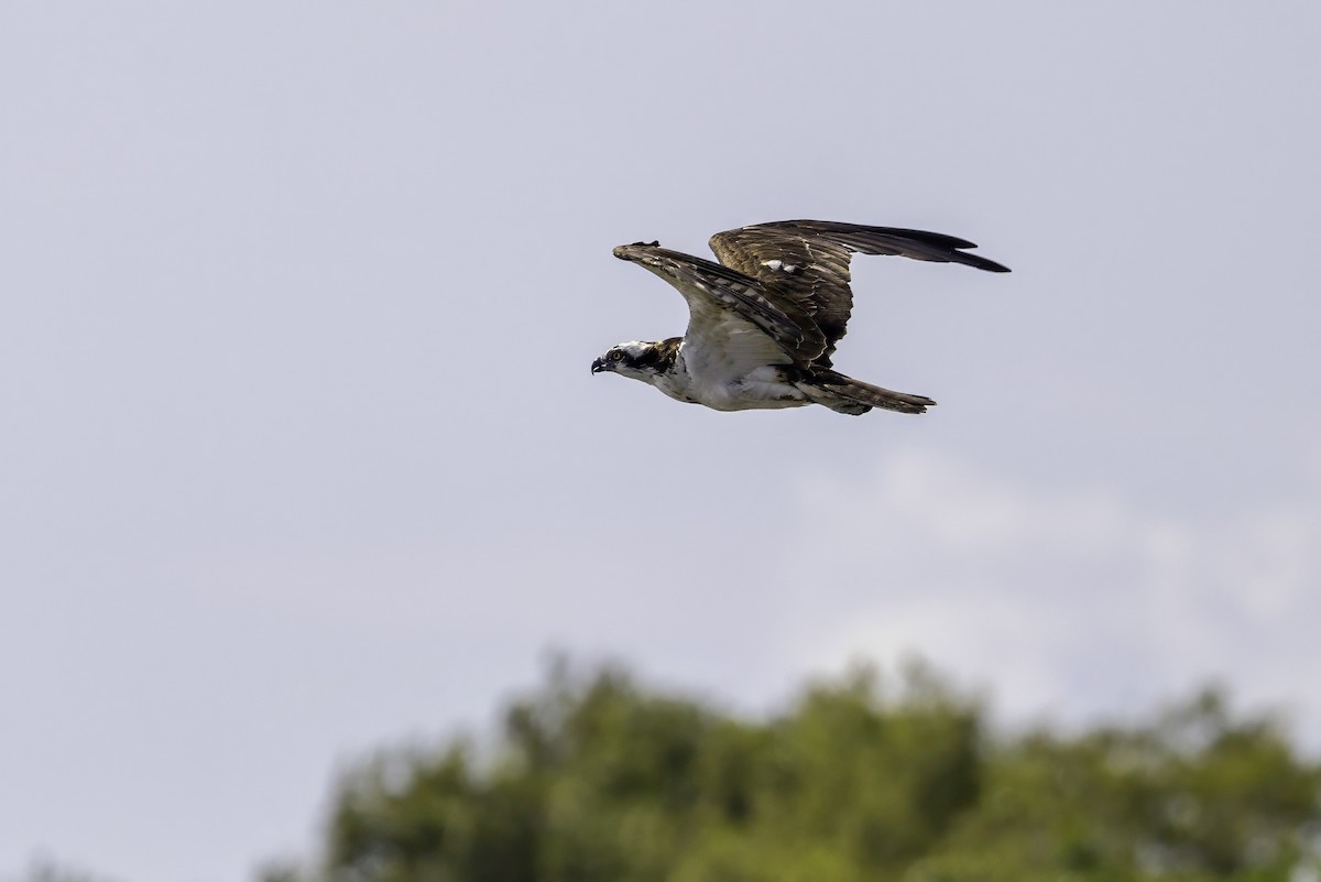 Balık Kartalı - ML651237980