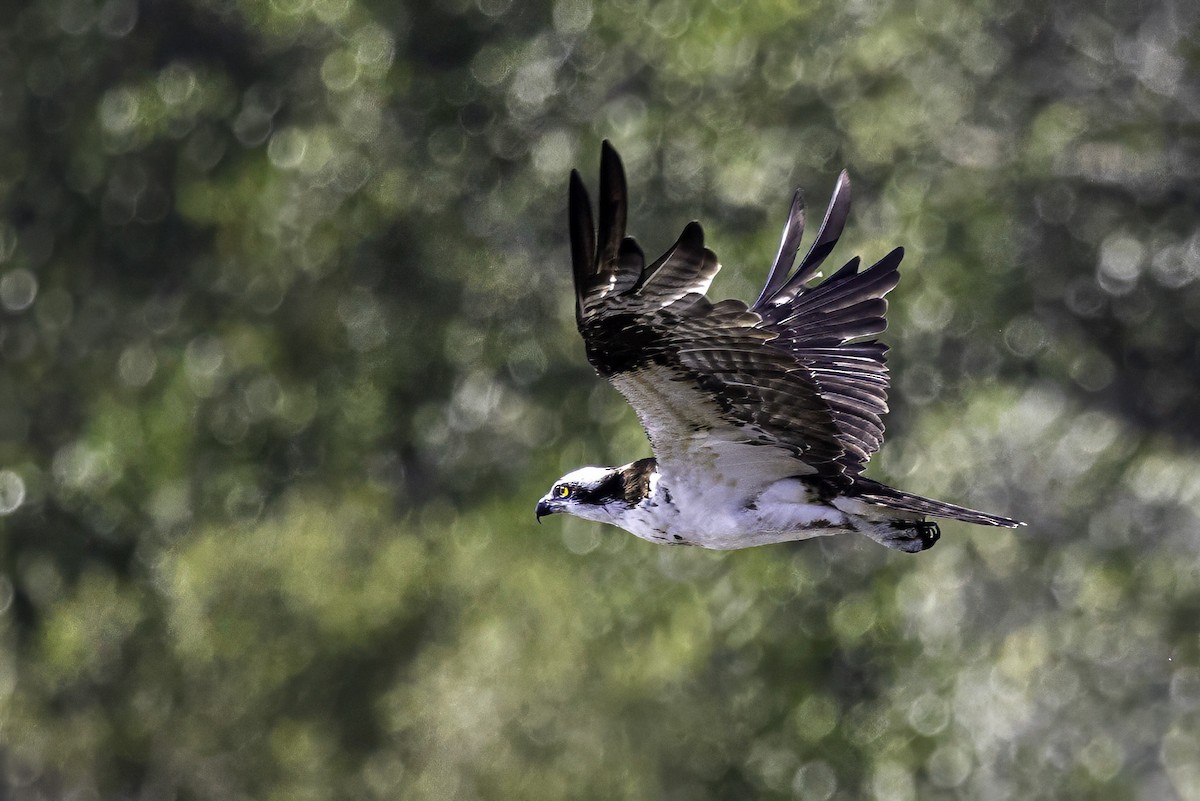 Balık Kartalı - ML651237996