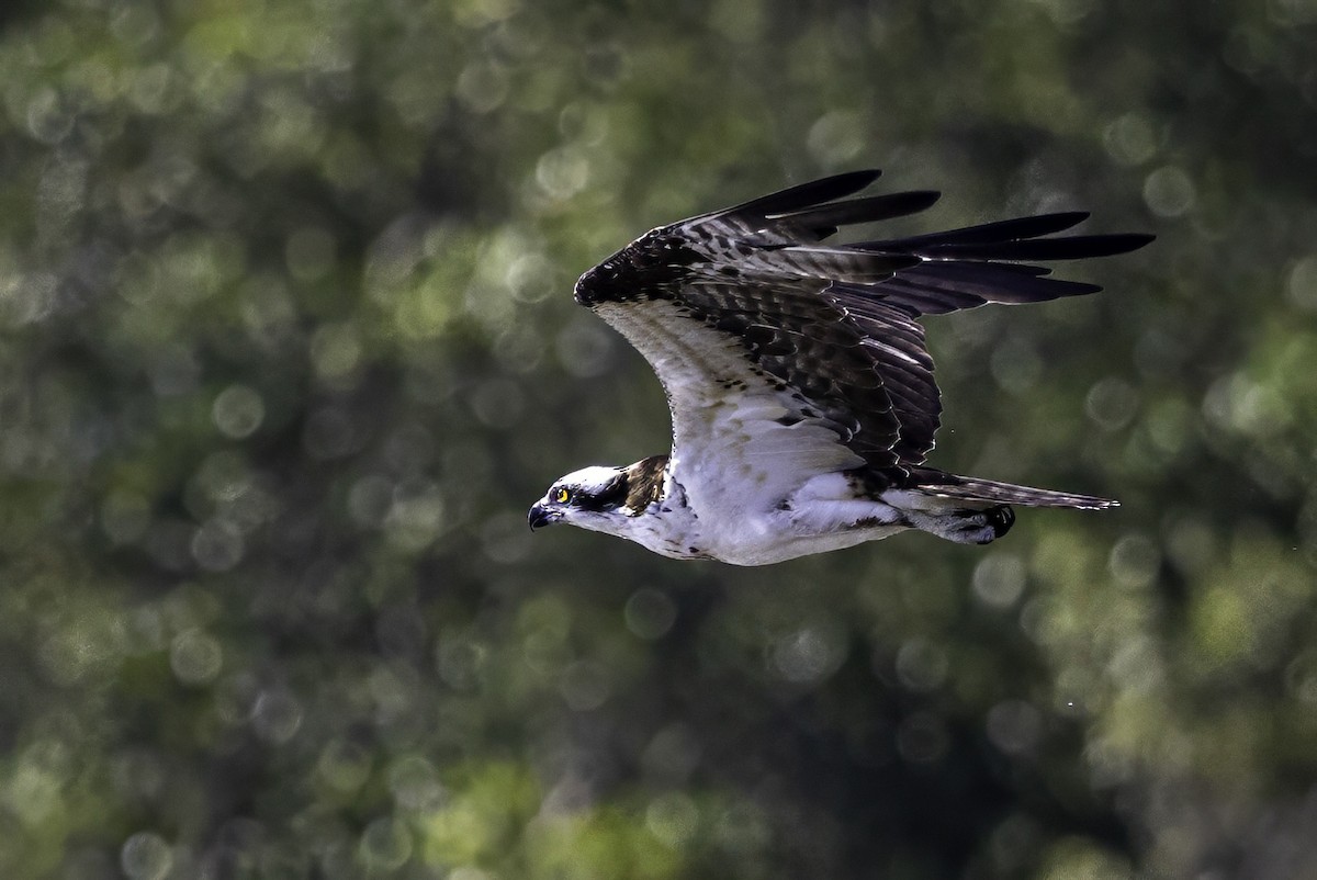 Balık Kartalı - ML651238003