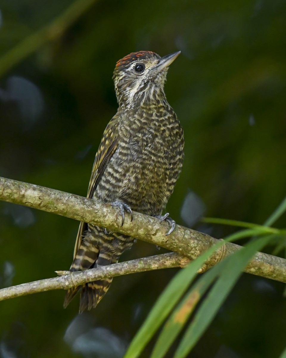 ブチハゲラ - ML651238169