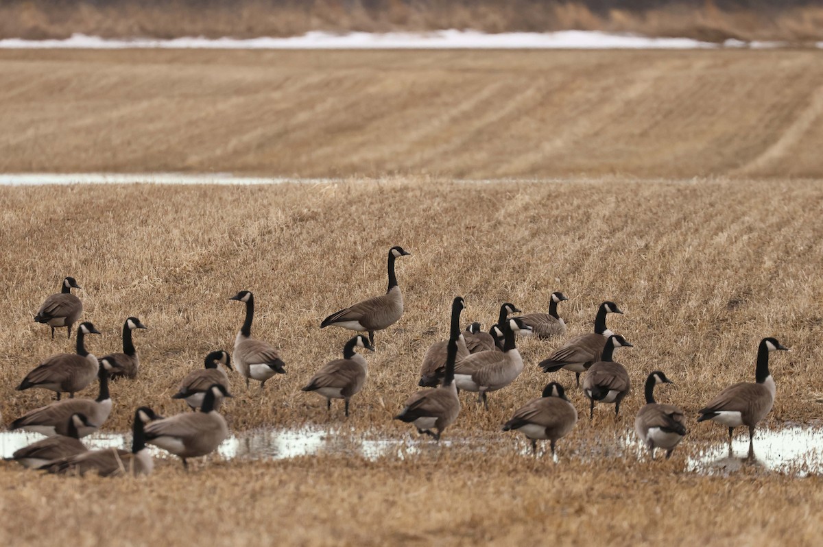 Kanadagans - ML651238204