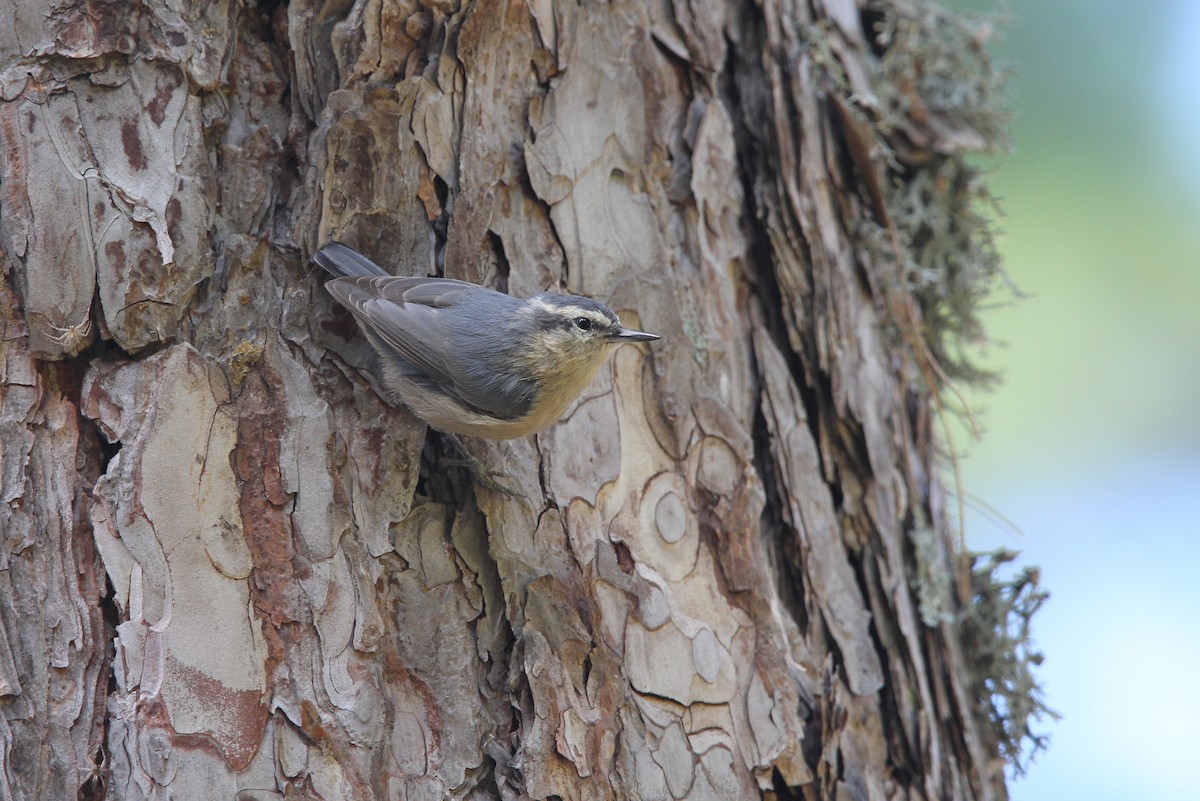 Corsican Nuthatch - ML65123831