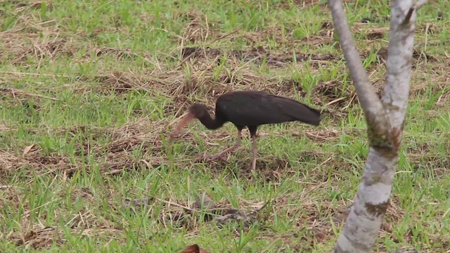 Bare-faced Ibis - ML651238375