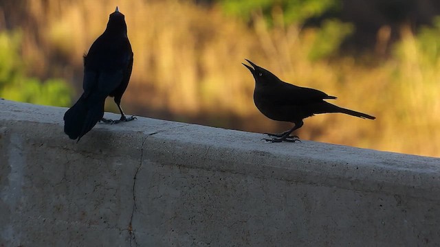 Carib Grackle - ML651238509