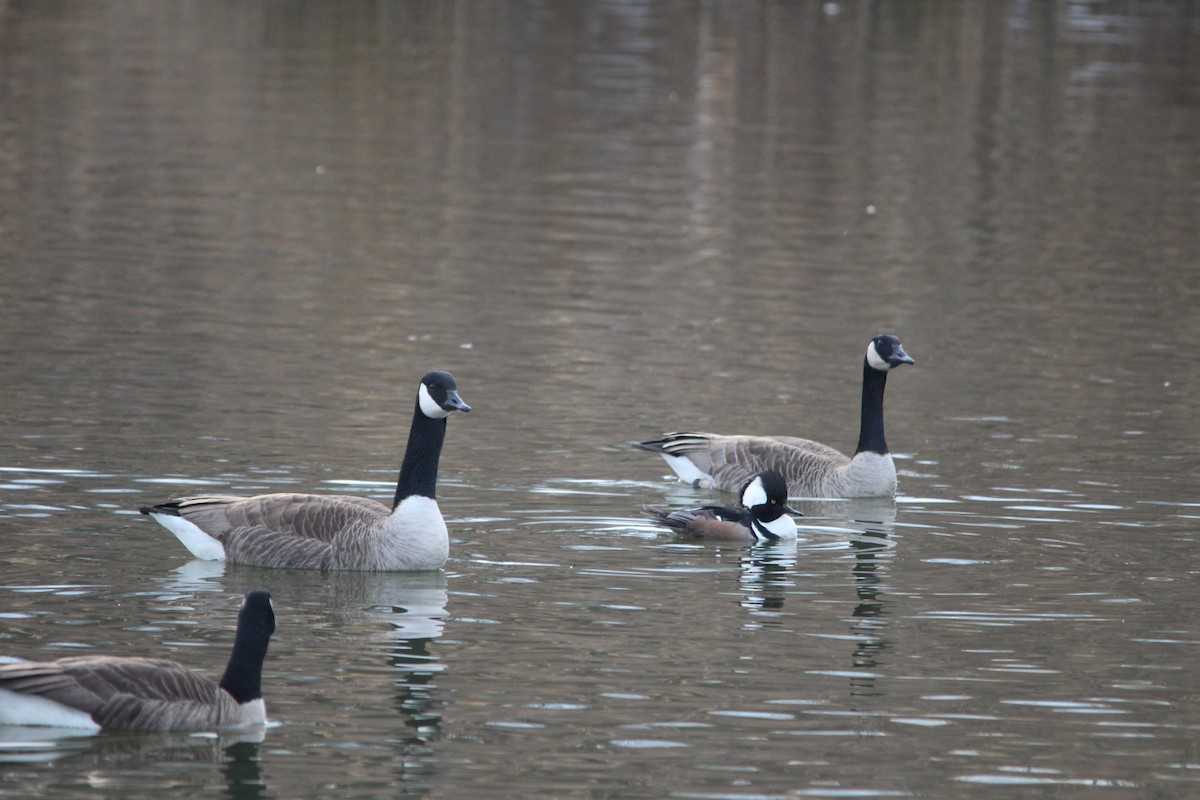 Kanadagans - ML651238752