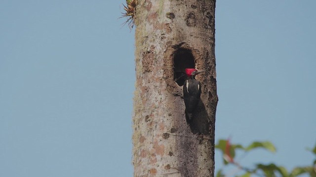 Lineated Woodpecker - ML651238803